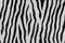 Zebra - animal fur