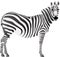 Zebra Animal Icon and Vector Illustration