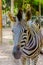 Zebra animal mammal hoofed odd. Classified in the genus horse (Eguus) and is in subgenus Hippotigris (eg zebra tiger) and