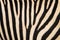 zebra animal skin texture