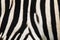 zebra animal skin texture