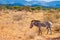 Zebra animal walking in the serengeti