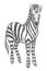 Zebra animal, wildlife mammal with stripes on fur