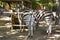 Zebra animals at zoo. Exotic animal. Summer holidays