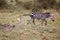 Zebra and an antelope stride through a sun-dappled grassy meadow