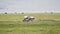 Zebra Antelope And White Rhinos In Pasture In The African Savannah On A Hot Day