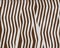 Zebra baby short fur