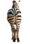 Zebra back view isolated