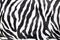 Zebra background