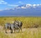 Zebra on the background of Mount Kilimanjaro