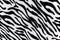 Zebra background texture