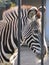 Zebra behind bars