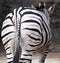 Zebra from Behind showing Striped Rear and Tail