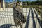 Zebra behind the wire fence in the park