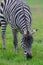 A Zebra bends down to graze on the grass