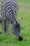 A Zebra bends down to graze on the grass