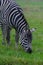 A Zebra bends down to graze on the grass