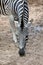 Zebra bends her neck and sniffs the ground