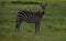 Zebra with bird on back, on the savanna , Africa, Kenya