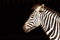 Zebra in black background