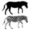 Zebra. Black and colored drawings