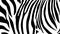 Zebra black and white pattern