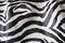 Zebra Black and White Texture