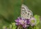 Zebra Blue butterfly Leptotes plinius