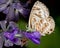 Zebra Blue (leptotes plinius) butterfly