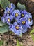 Zebra blue primrose flower