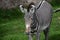 Zebra with Bold Markings and Brown on His Nose