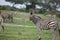 Zebra Botswana Africa savannah