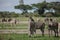 Zebra Botswana Africa savannah