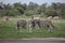 Zebra Botswana Africa savannah