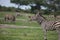 Zebra Botswana Africa savannah