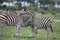 Zebra Botswana Africa savannah wild animal picture