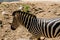 Zebra with brown ground animal
