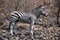 Zebra in a burned area of the bush