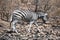 Zebra in a burned area of the bush