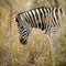 Zebra in the bush