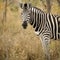 Zebra in the bush