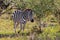 The zebra in the bush. Savannah Masai Mara. Kenya, Africa