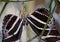 Zebra Butterflies waiting for the chrysalis