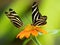 Zebra Butterfly