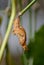 Zebra butterfly chrysalis getting ready to emerge