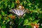 Zebra butterfly collecting pollen from flowers. Insects with colored wings.