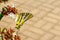 Zebra butterfly collecting pollen from flowers. Insects with colored wings.