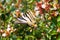 Zebra butterfly collecting pollen from flowers. Insects with colored wings.