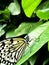 Zebra Butterfly, Denver, Colorado, Springtime