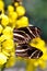 Zebra butterfly mating